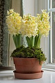 HYACINTHUS ORIENTALIS CARNEGIE