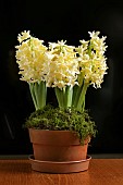 HYACINTHUS ORIENTALIS CARNEGIE