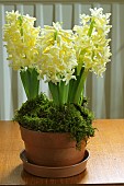 HYACINTHUS ORIENTALIS CARNEGIE