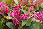 LOROPETALUM CHINENSE RUBRUM DAYBREAKS FLAME