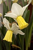 NARCISSUS SURFSIDE
