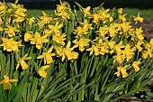 NARCISSUS TETE-A TETE