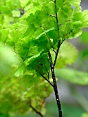 ADIANTUM RADDIANUM (DELTA MAIDENHAIR FERN)