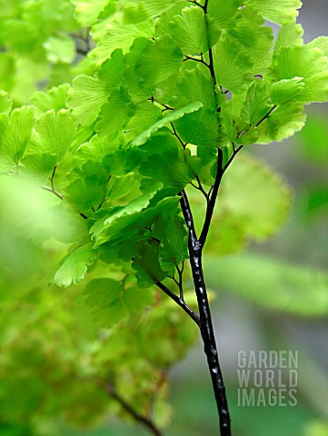 ADIANTUM_RADDIANUM_DELTA_MAIDENHAIR_FERN