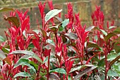 PHOTINIA X FRASERI CARRE ROUGE