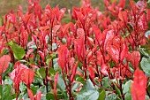 PHOTINIA X FRASERI LITTLE RED ROBIN