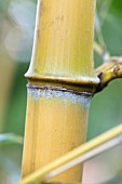 PHYLLOSTACHYS AUREA