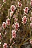 SALIX  GRACILISTYLA MOUNT ASO