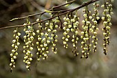 STACHYURUS PRAECOX