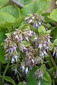 TRACHYSTEMON ORIENTALIS