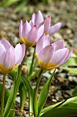 TULIPA SAXATILIS