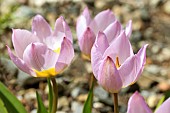 TULIPA SAXATILIS