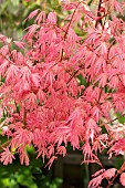 ACER PALMATUM, TAYLOR