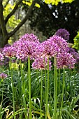 ALLIUM HOLLANDICUM