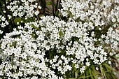 ALLIUM NEAPOLITANUM