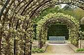 ARCH FRUIT TREE TRAINING