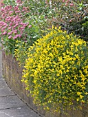 GENISTA LYDIA (AGM) WITH CENTRANTHUS RUBER IN RAISED BED