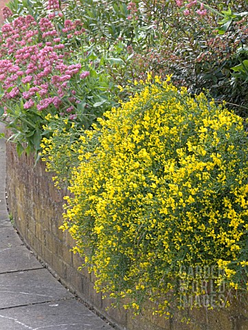 GENISTA_LYDIA_AGM_WITH_CENTRANTHUS_RUBER_IN_RAISED_BED