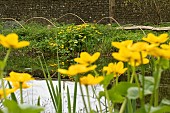 CALTHA PALUSTRIS