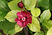 CALYCANTHUS X RAULSTONII HARTLAGE WINE