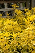 CHOISYA X DEWITTEAMA GOLDFINGERS (LIMO)
