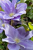 CLEMATIS DIANAS DELIGHT (DOUDELI)