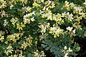 CORONILLA VALENTINA SUBSP GLAUCA CITRINA