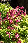 DICENTRA FORMOSA BACCHANAL