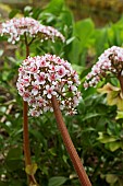 DARMERA PELTATA,