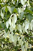 DAVIDIA INVOLUCRATA