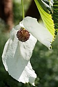 DAVIDIA INVOLUCRATA