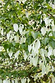 DAVIDIA INVOLUCRATA