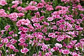 DIANTHUS PINK KISSES (KLEDG12163)