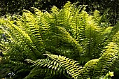 DRYOPTERIS AFFINIS