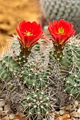 ECHINOCEREUS COCCINEUS