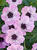 GERANIUM CINEREUM BALLERINA