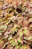 EPIMEDIUM X VERSICOLOR SULPHUREUM