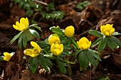 ERANTHIS HYEMALIS