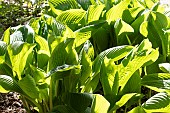 HOSTA SUM & SUBSTANCE