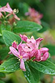 LONICERA TATARICA