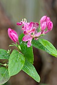 LONICERA TATARICA