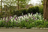 LUNARIA ANUUA ALBA