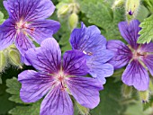 GERANIUM X MAGNIFICUM