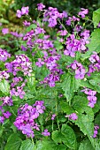 LUNARIA REDIVIVA