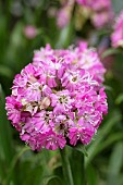 LYCHNIS VISCARIA CHERRY BUBBLES