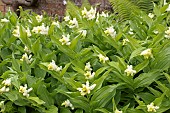 MAIANTHEMUM RACEMOSUM