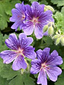 GERANIUM X MAGNIFICUM