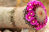 MAMMILLARIA SPINOSISSIMA,