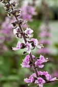 OCIMUM BASILICUM AFRICAN BLUE