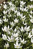 ORNITHOGALUM UMBELLATUM